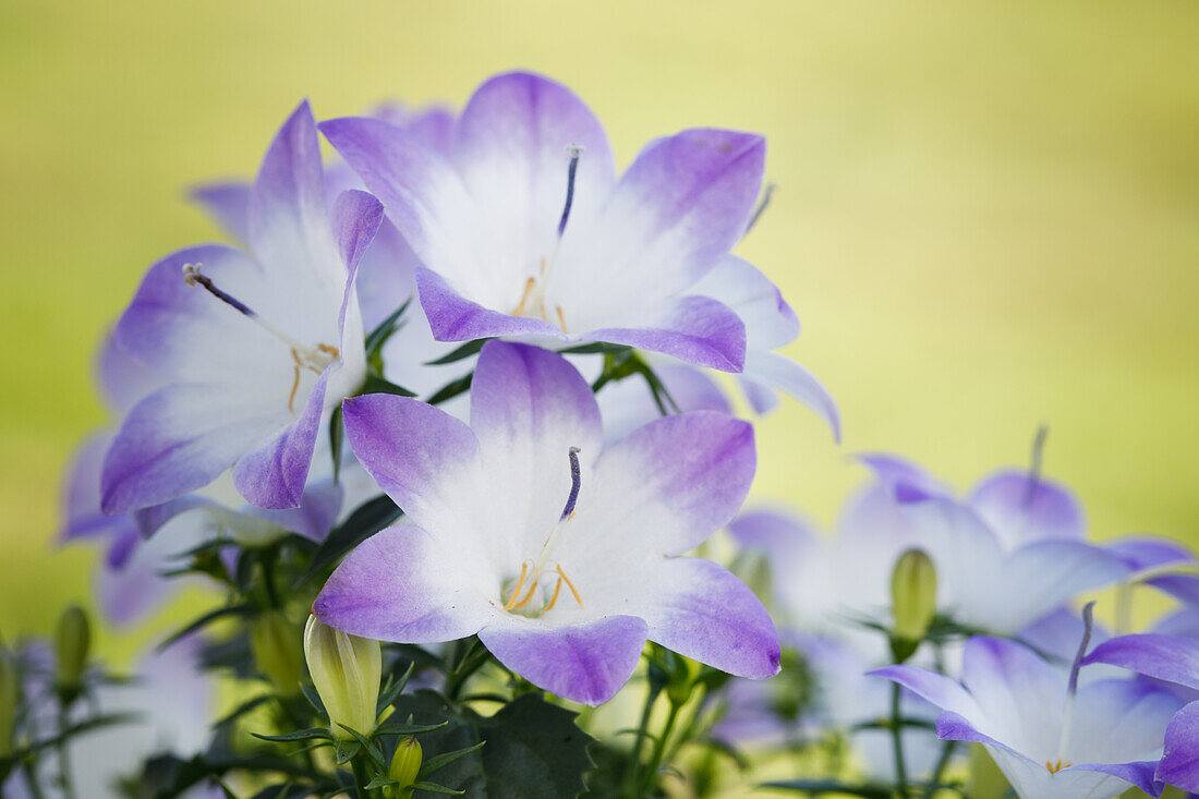 Campanula 'Fancy Mee'®