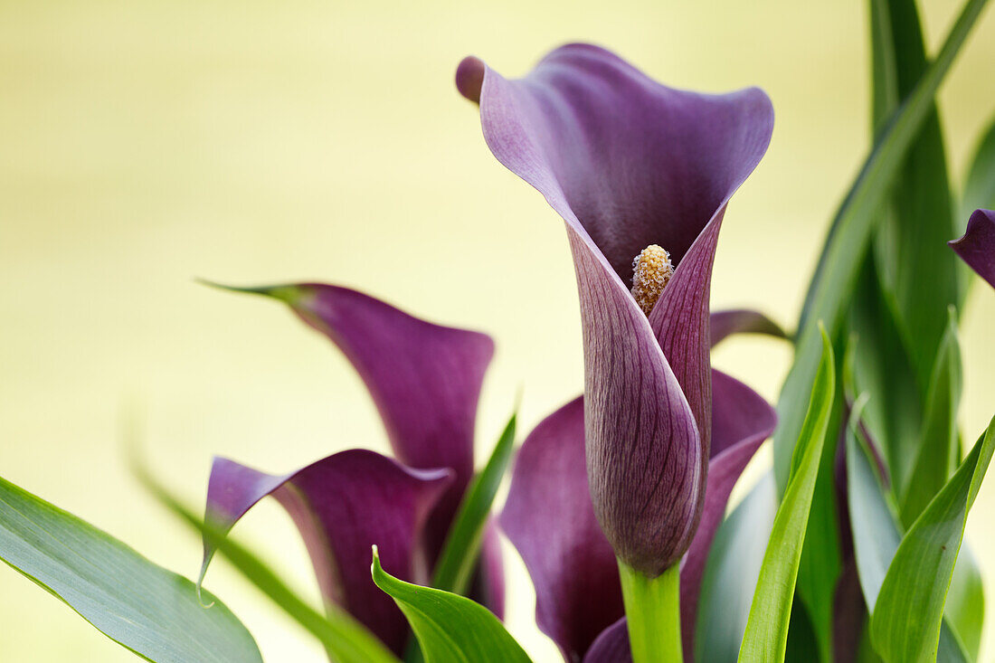 Zantedeschia aethiopica