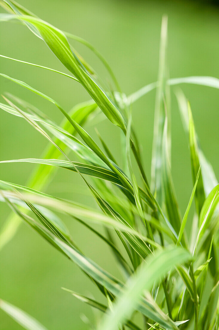 Hakonechloa macra 'Aureola