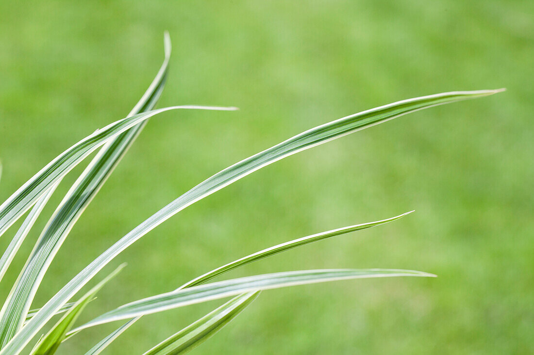 Carex caryophyllea The Beatles