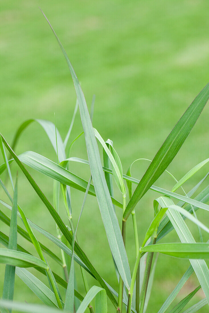 Panicum virgatum 'Hänse Herms'