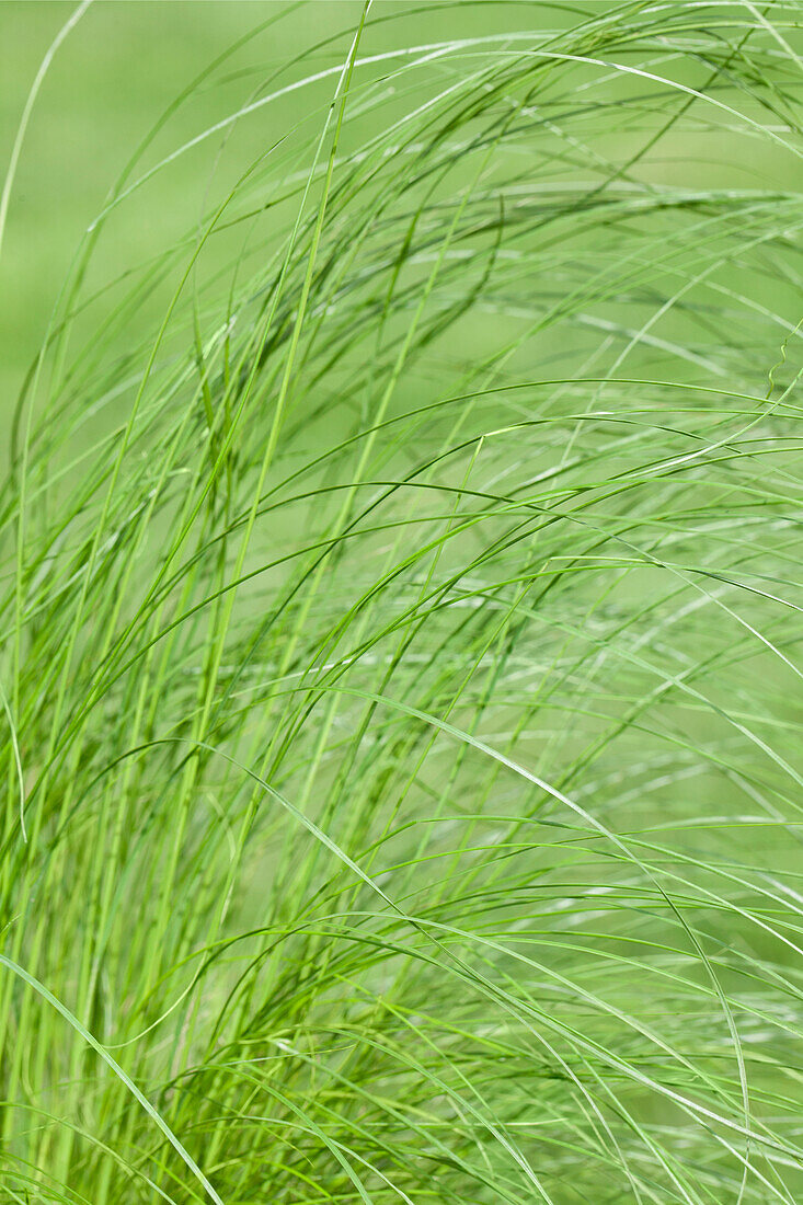 Stipa tenuissima 'Ponytails'