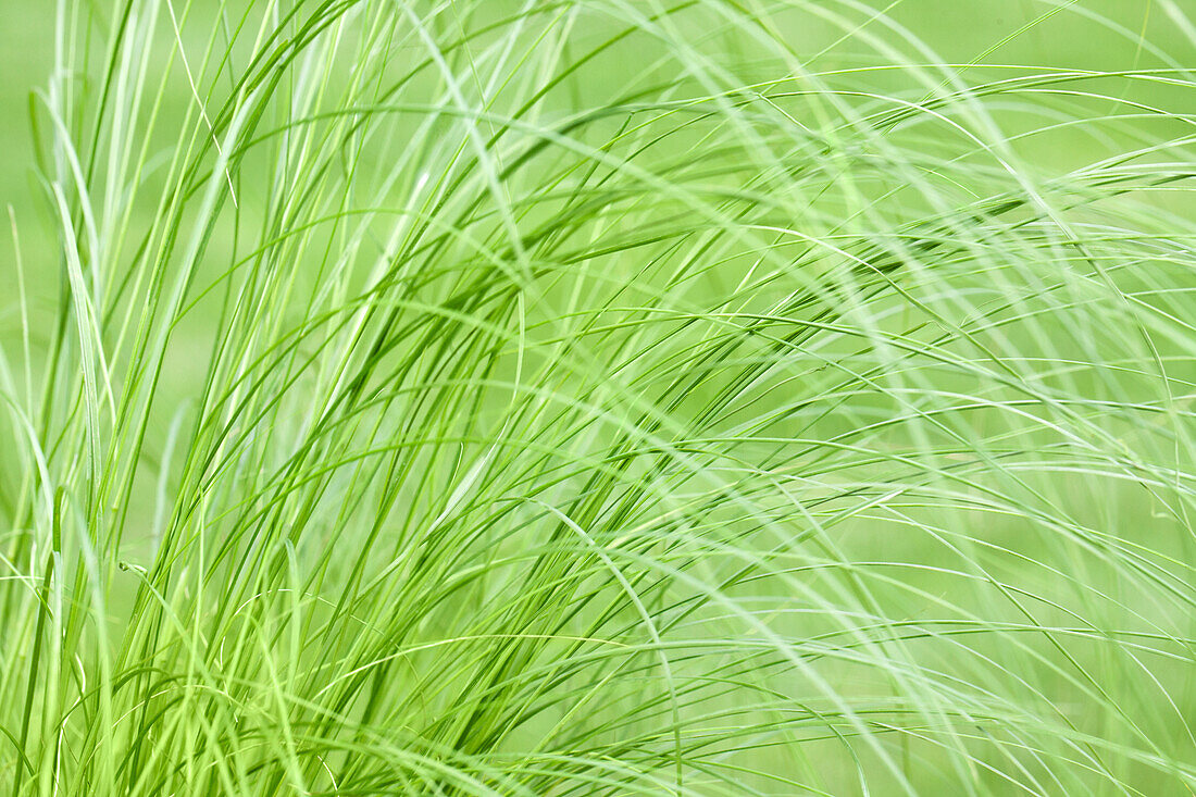 Stipa tenuissima Ponytails