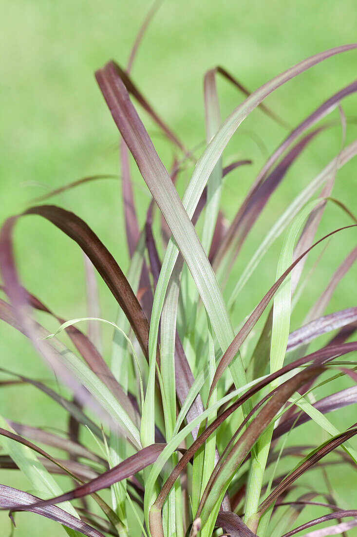 Pennisetum setaceum 'Rubrum'