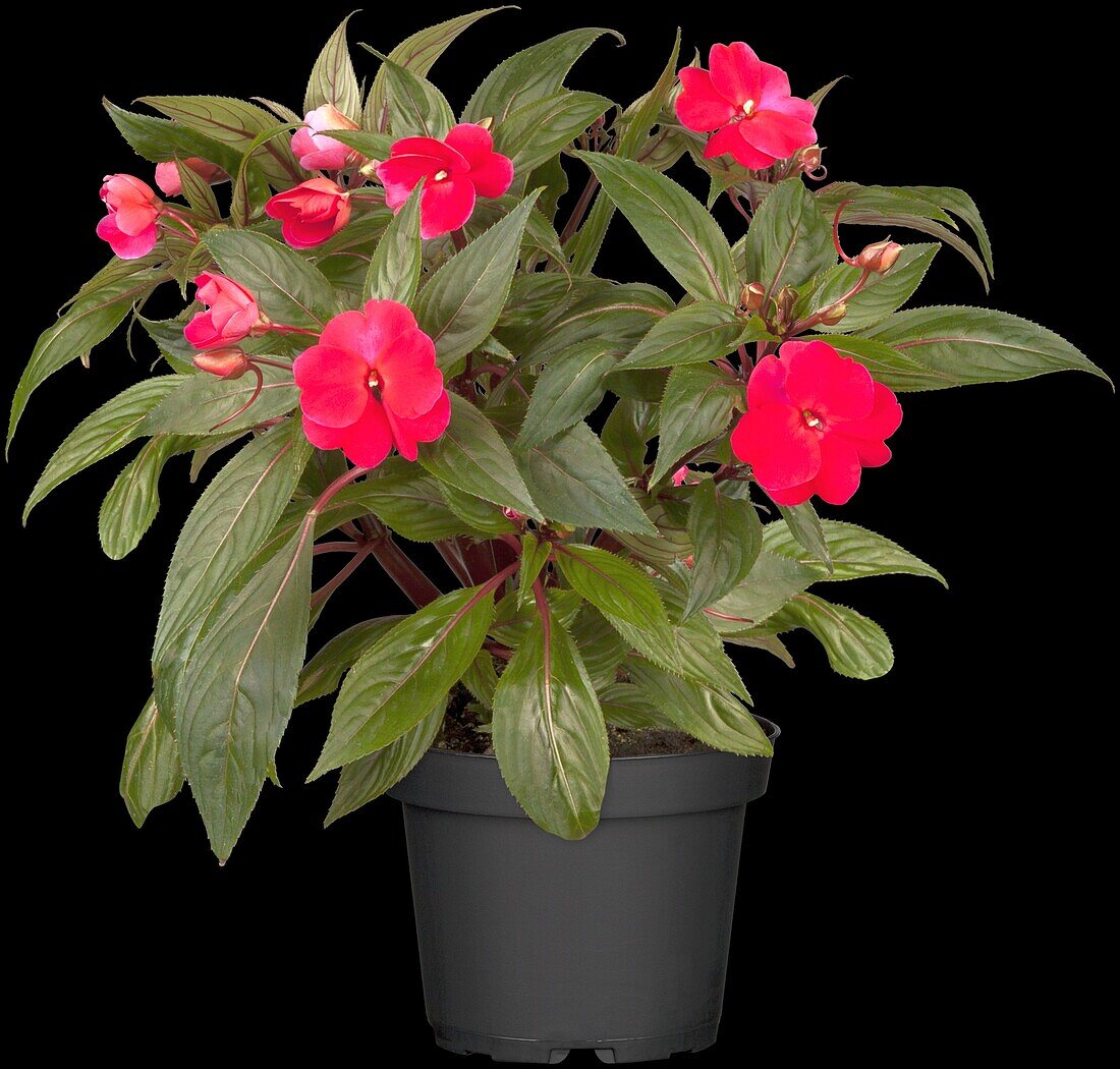 Impatiens New Guinea