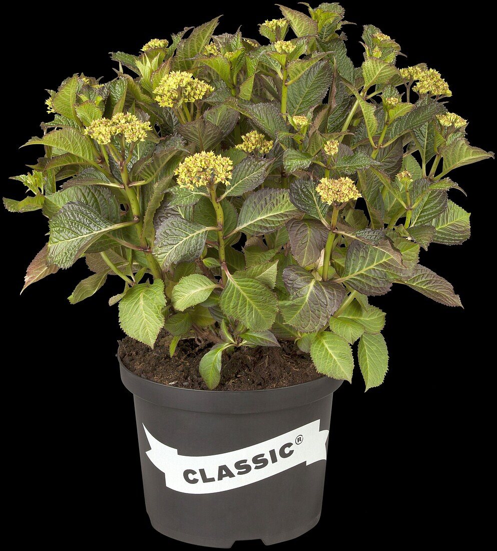 Hydrangea macrophylla 'Classic'®