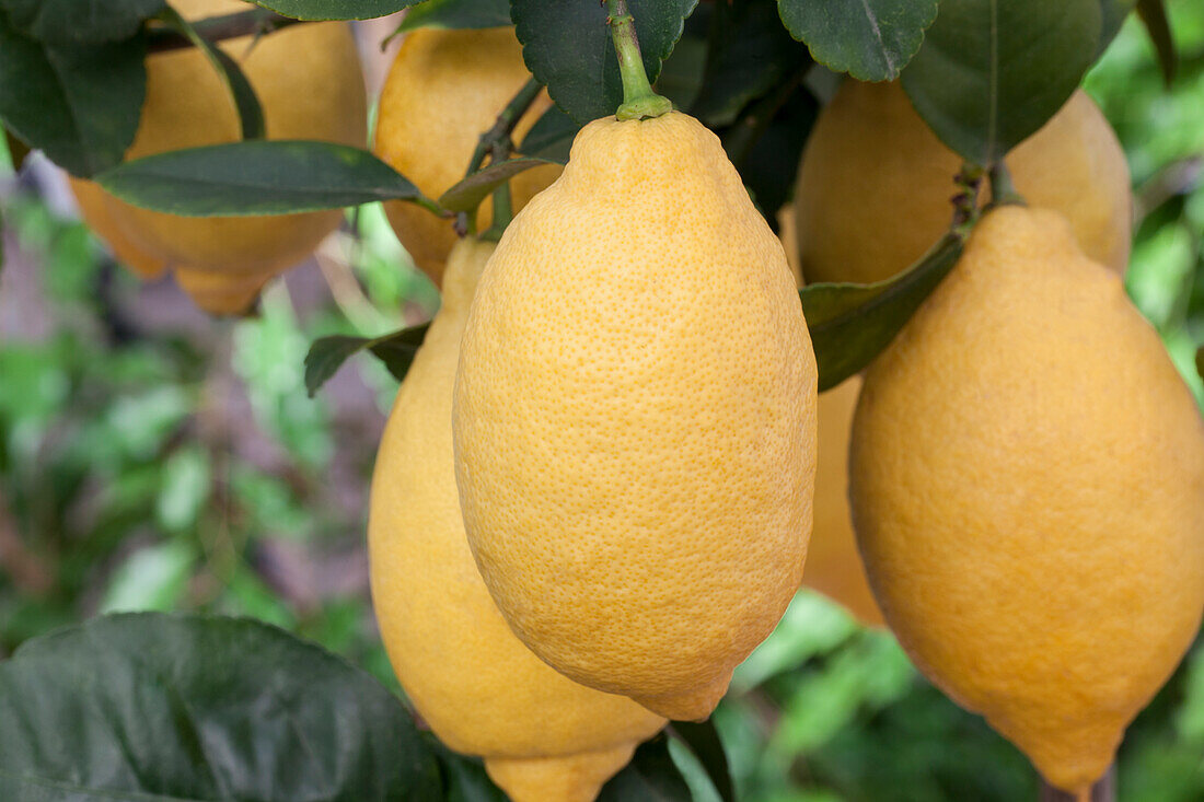 Citrus limon