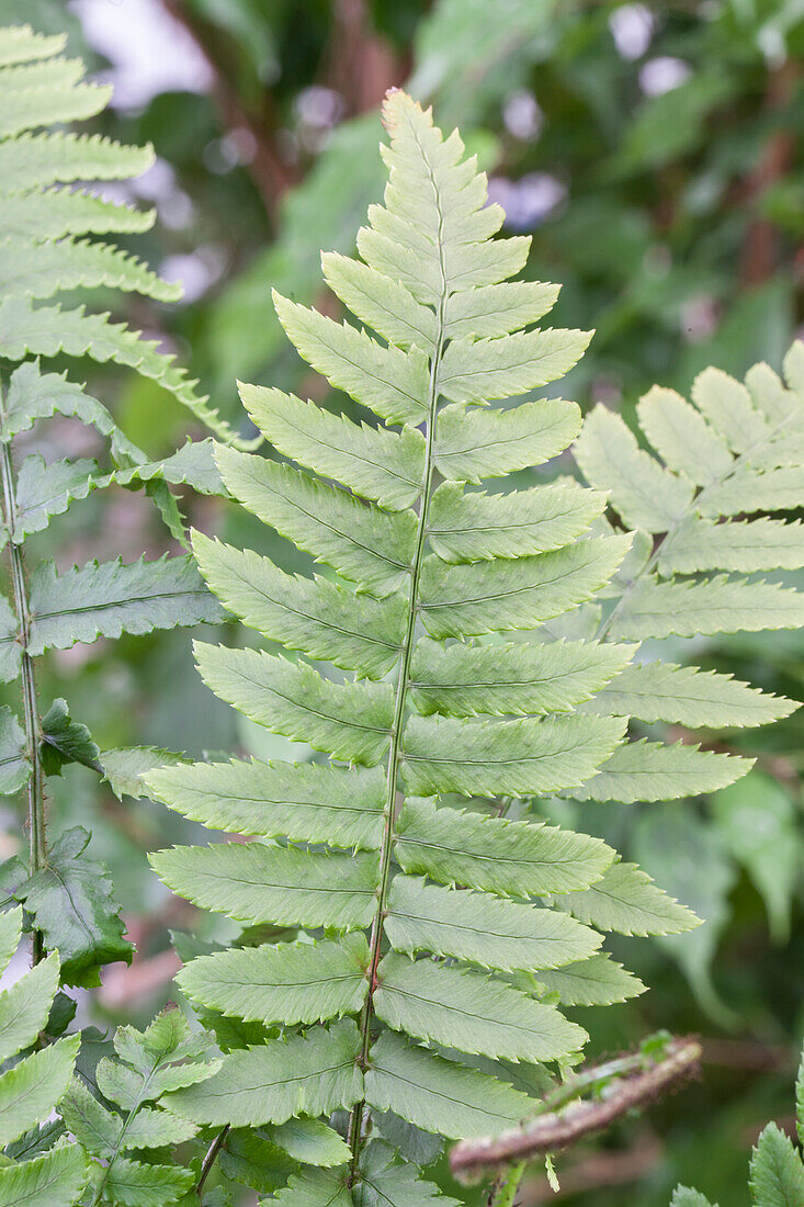 Dryopteris