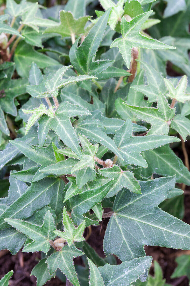 Hedera helix