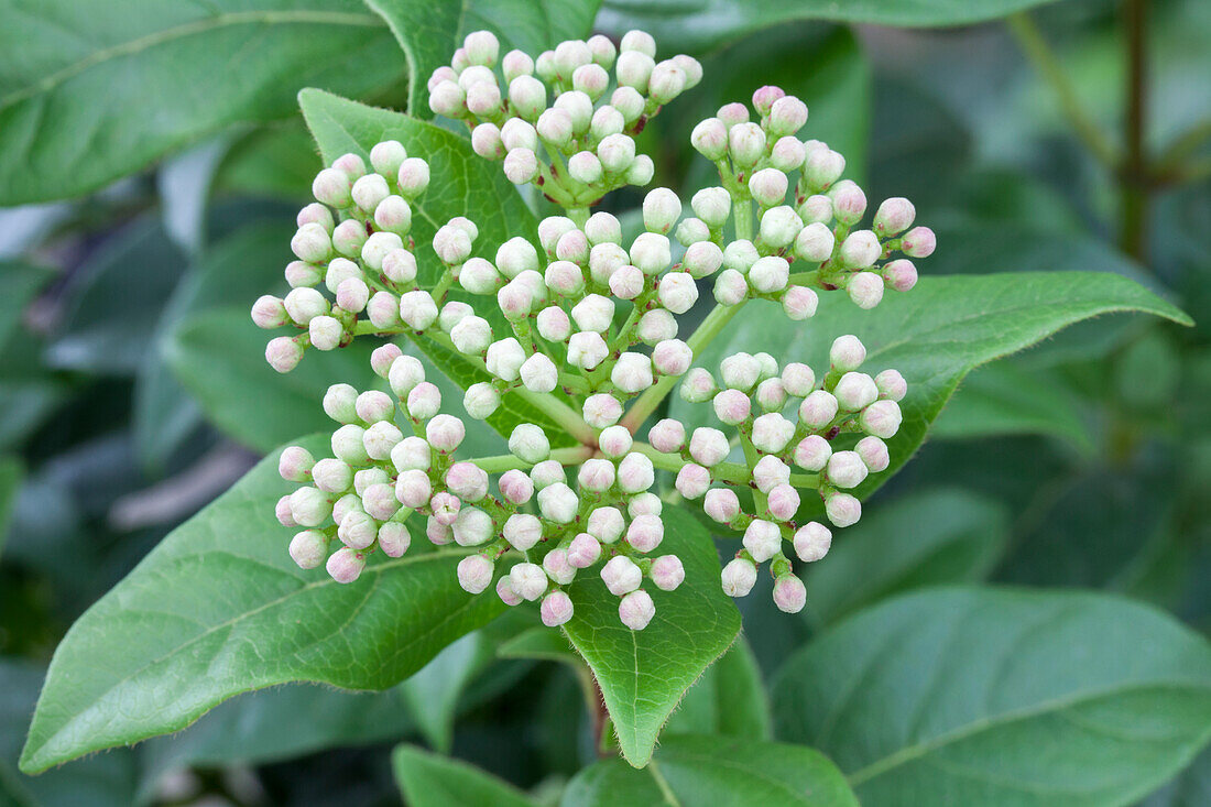 Viburnum 'Eskimo'