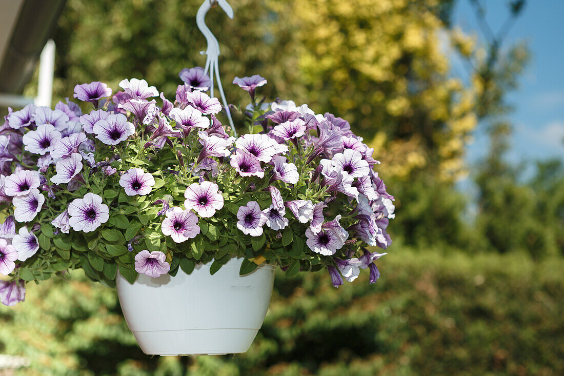 hanging baskets with petunias