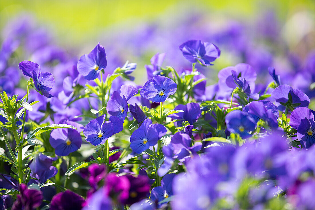 Viola cornuta 'Andrea'