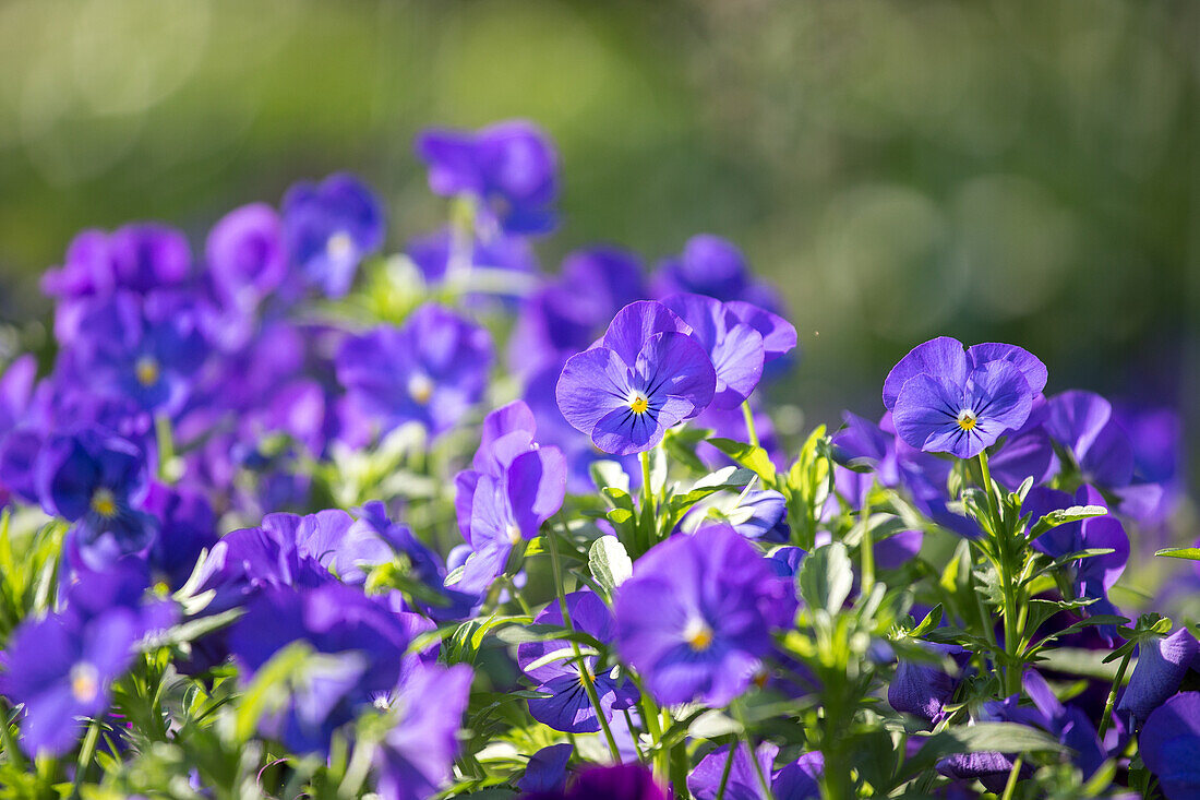 Viola cornuta 'Andrea'