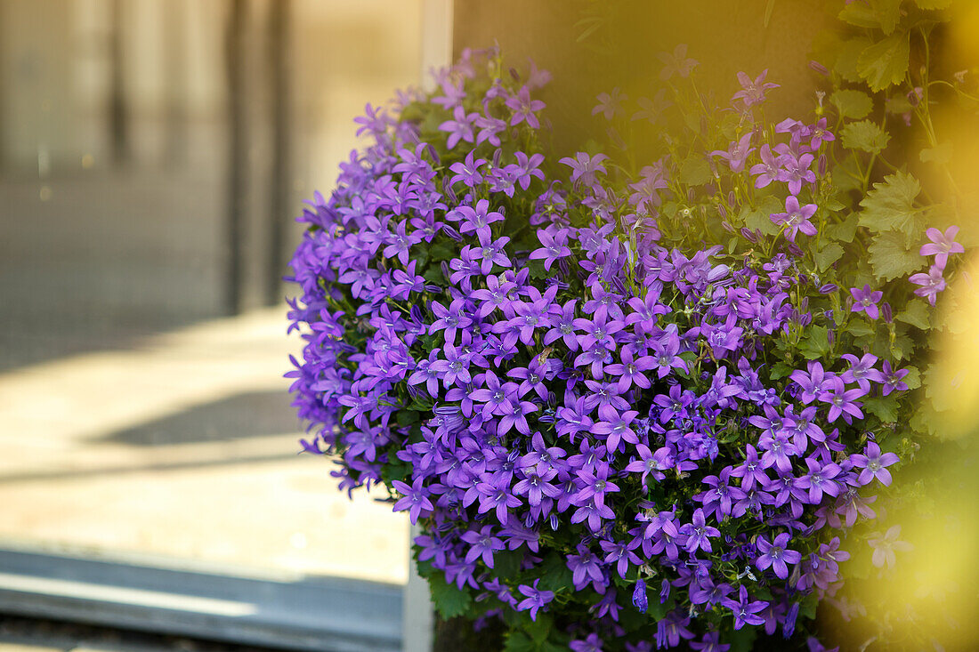 Campanula portenschlagiana