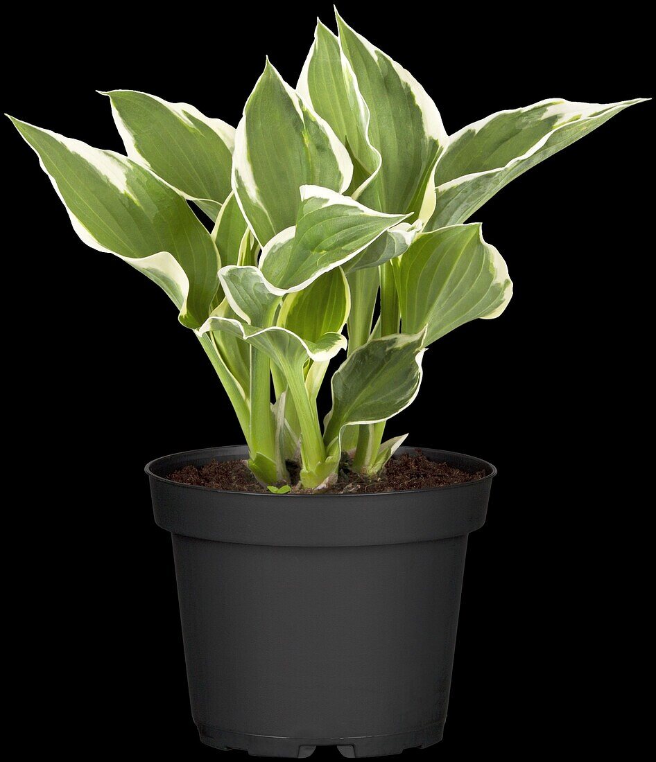 Hosta x fortunei 'Minuteman'