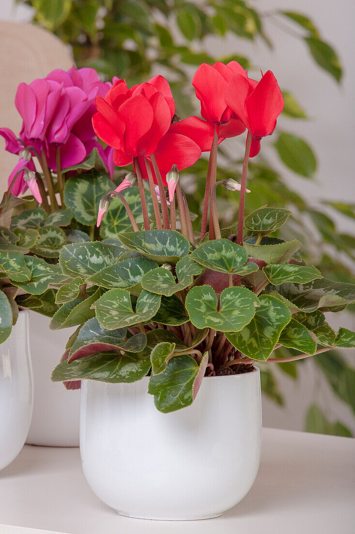 Cyclamen persicum, red