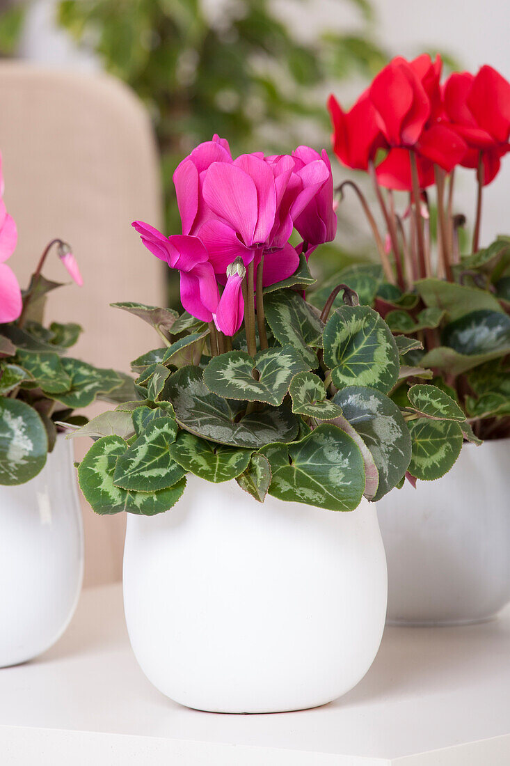 Cyclamen persicum