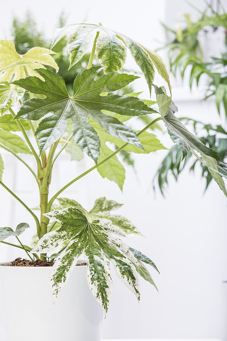 Fatsia japonica variegata