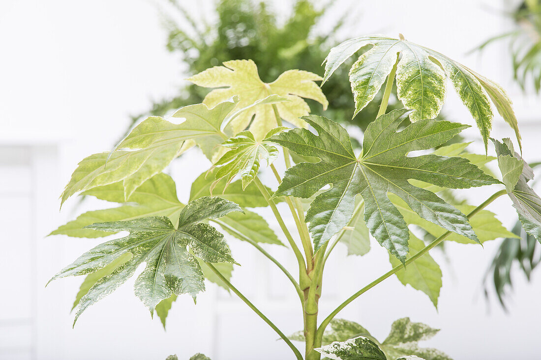 Fatsia japonica variegata