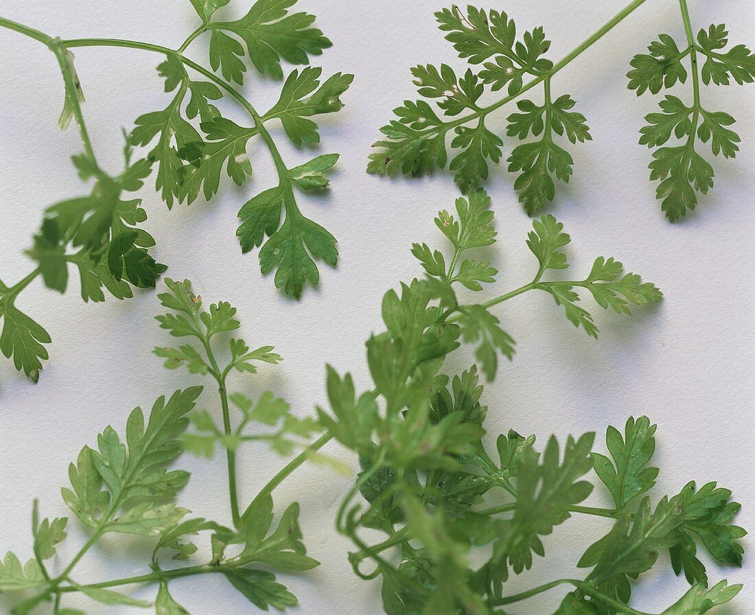 Chervil