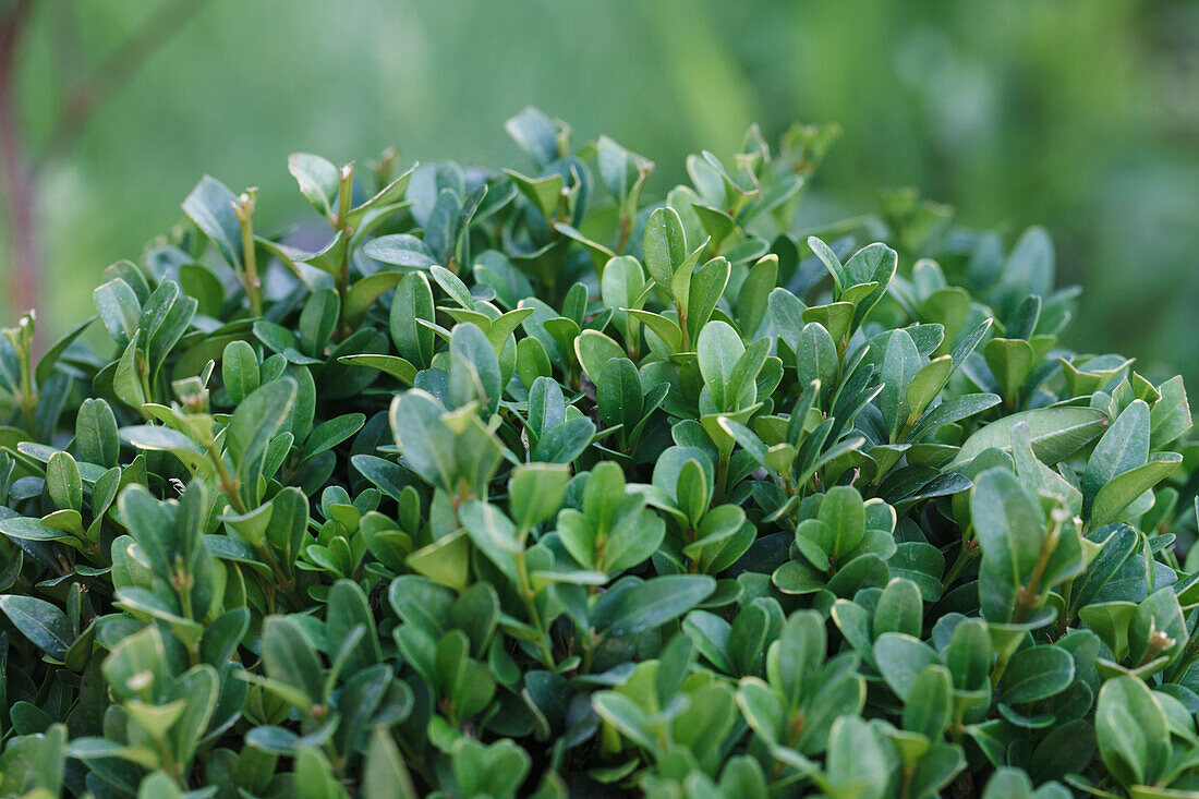 Buxus sempervirens, Kugel