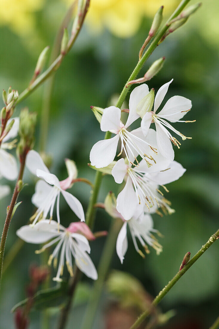 Gaura lindheimeri, white