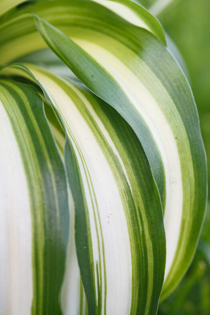 Chlorophytum comosum 'Bonnie'