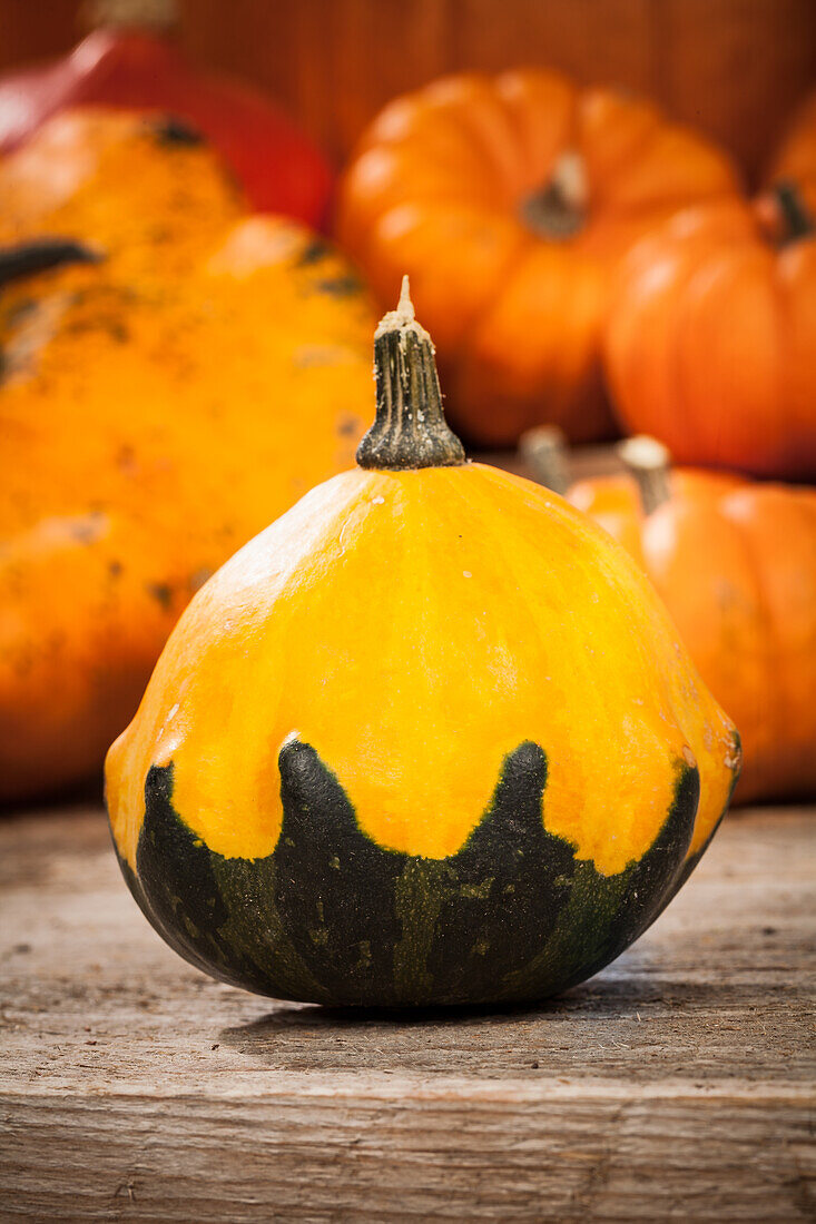 Cucurbita