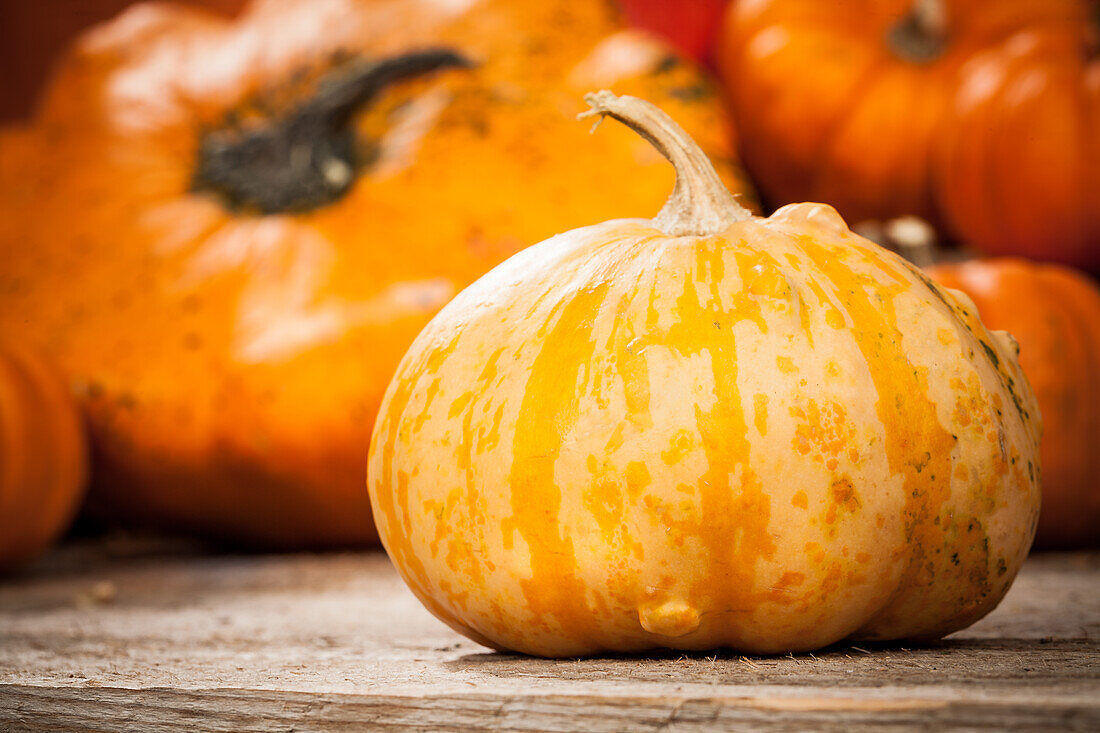 Cucurbita