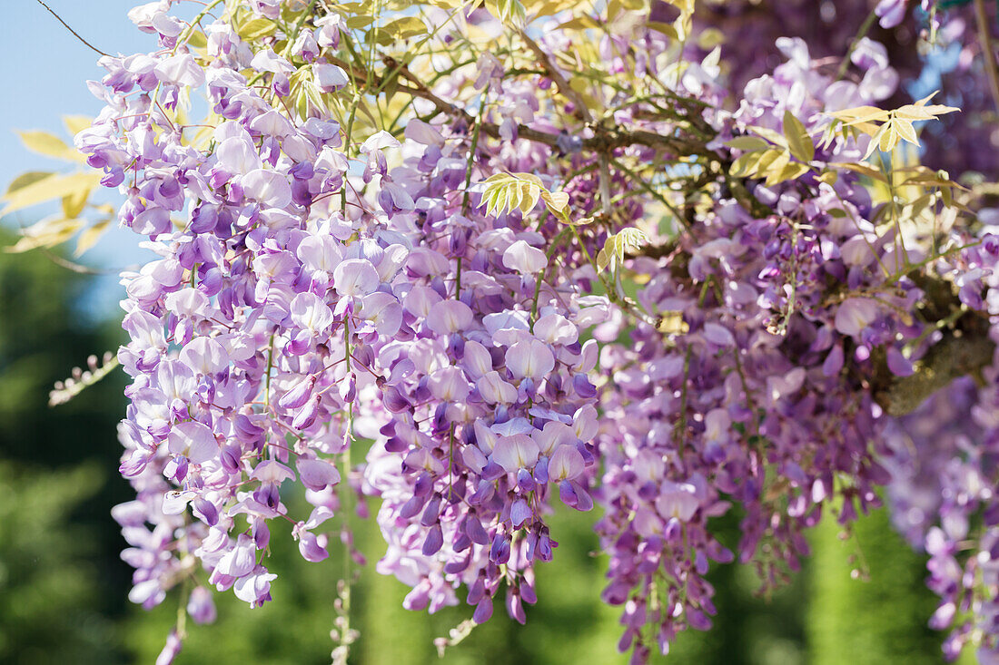 Wisteria sinensis