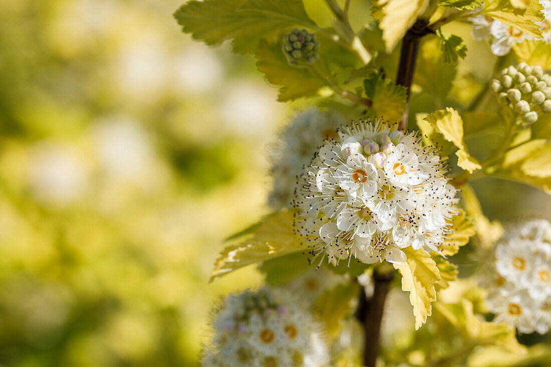 Spiraea vanhouttei 'Gold Fontaine'