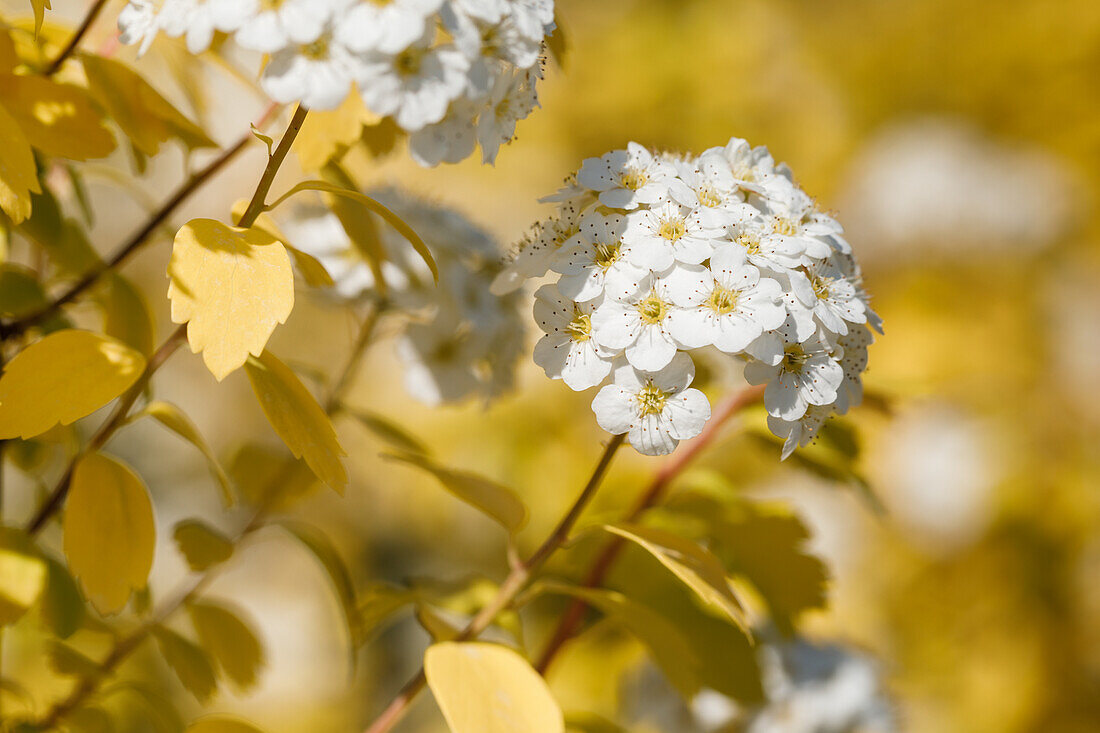 Spiraea x vanhouttei 'Gold Fountain'