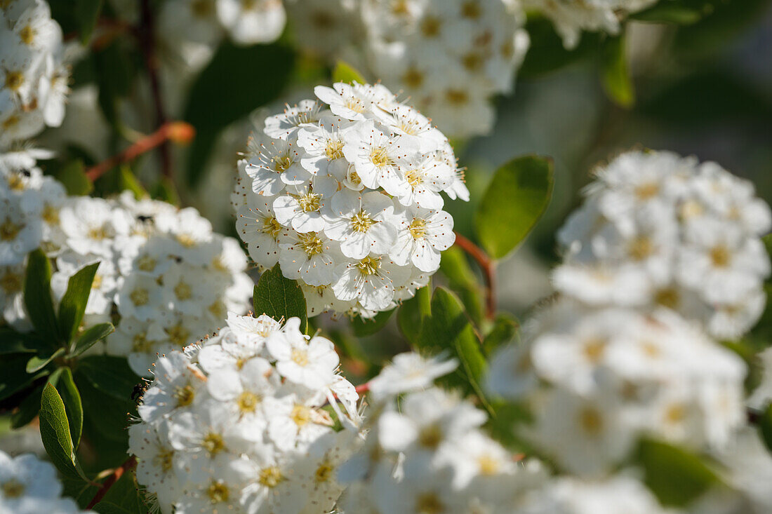 Spiraea x vanhouttei