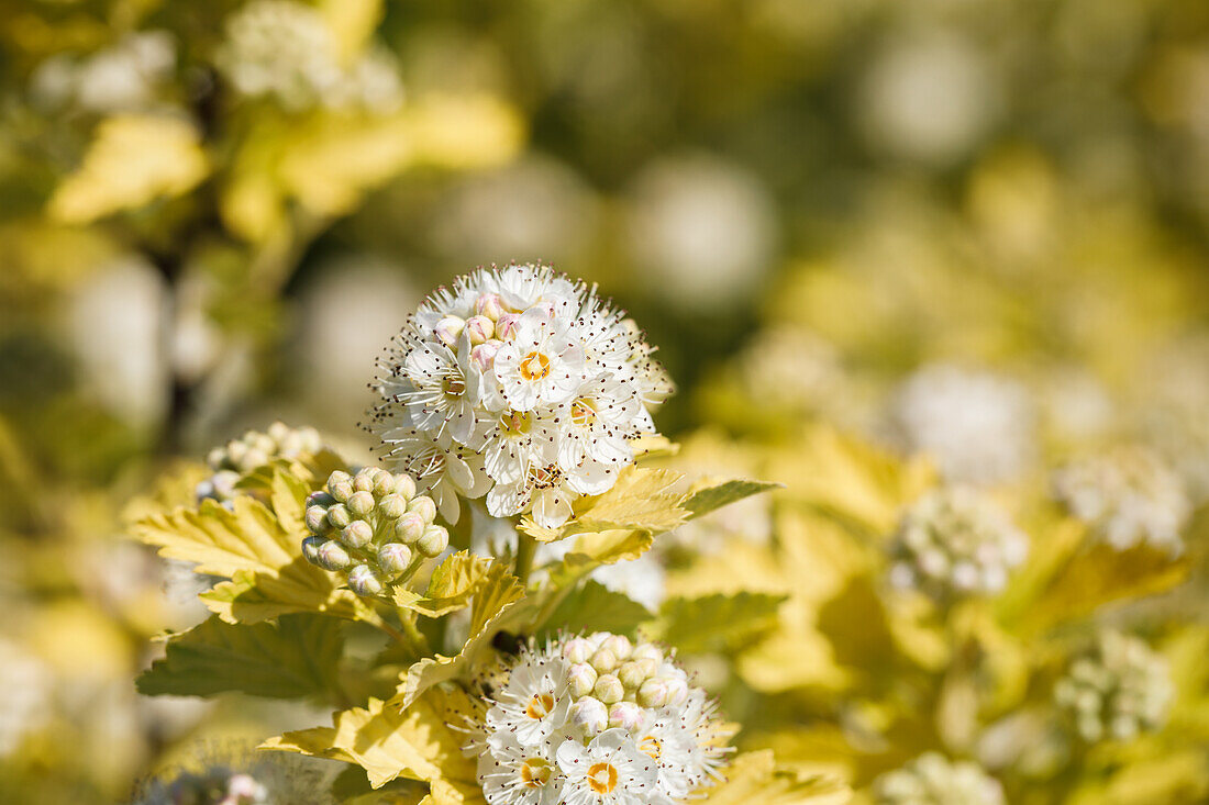 Physocarpus opulifolius 'Dart's Gold'.