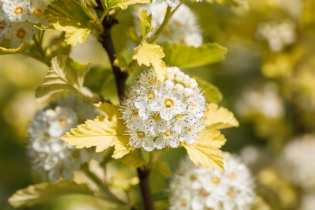 Physocarpus opulifolius 'Dart's Gold'.