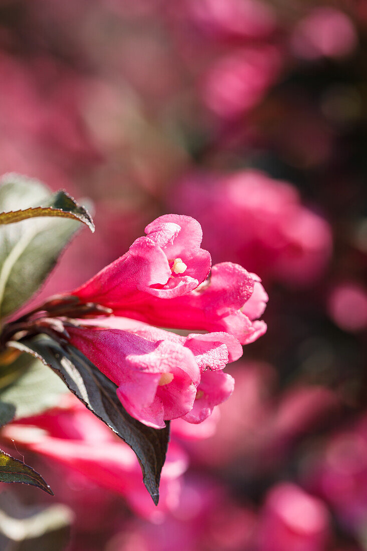 Weigela florida 'Victoria'