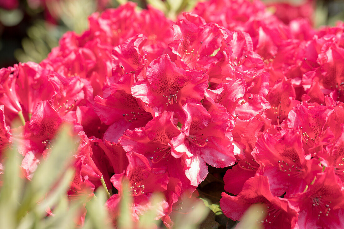 Rhododendron obtusum 'Granada'