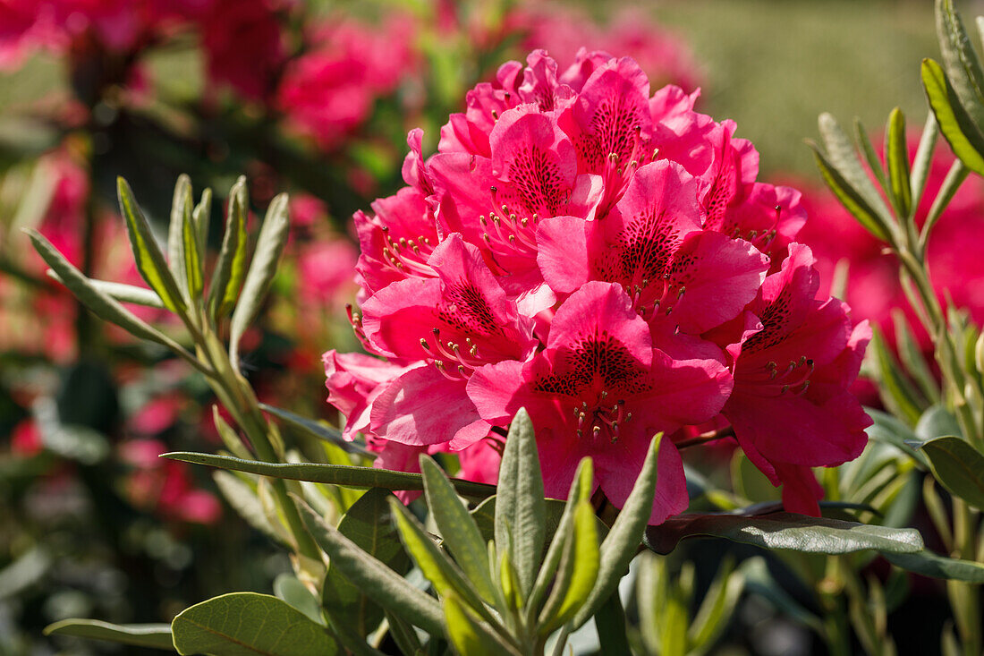 Rhododendron 'Nova Zembla'