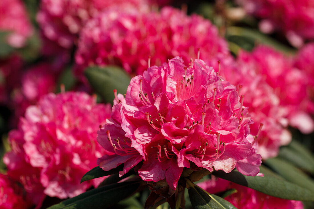 Rhododendron 'Catharine van Tol'