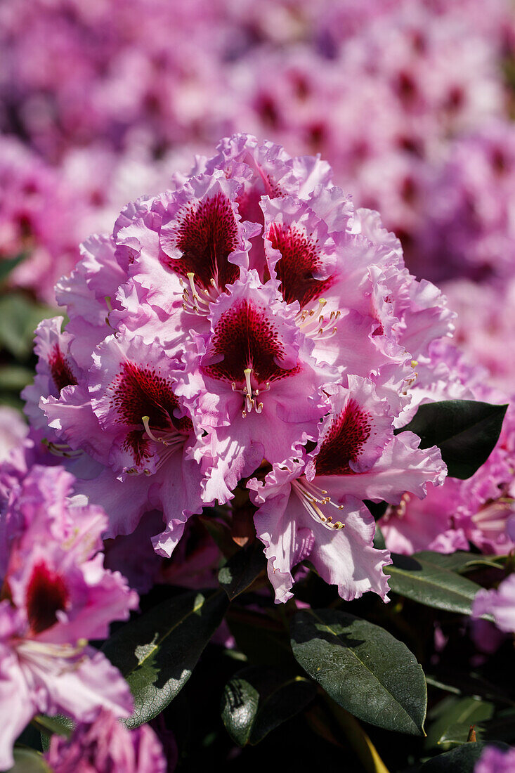 Rhododendron 'Kabarett'®