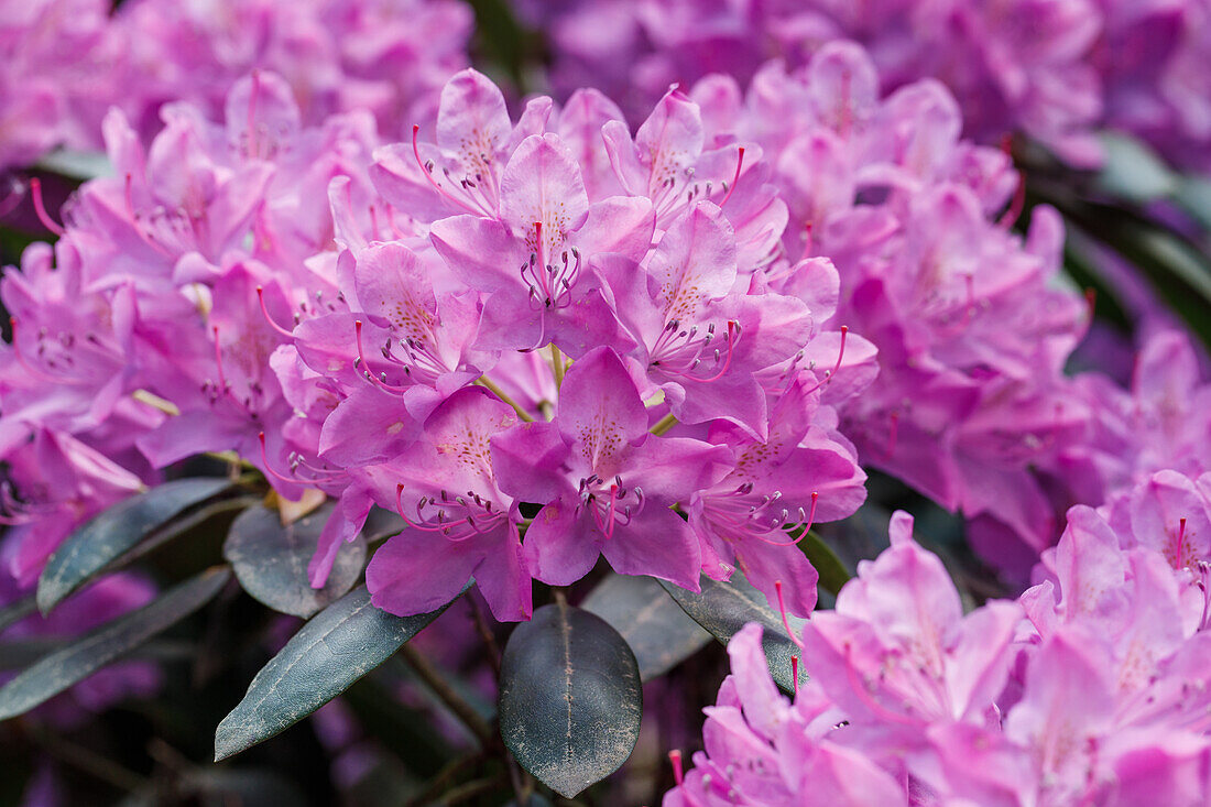 Rhododendron, purple