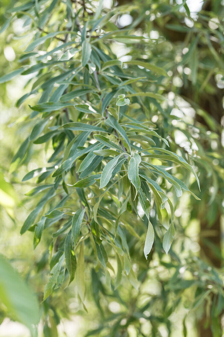 Pyrus salicifolia 'Pendula'