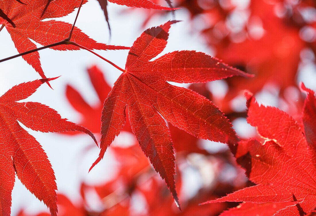 Acer palmatum 'Bloodgood'