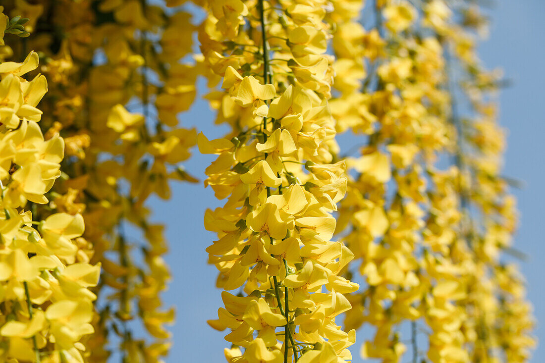 Laburnum watereri 'Vossii'