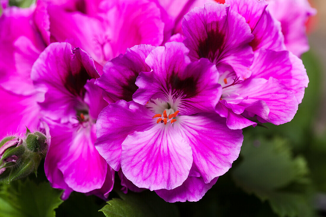 Pelargonium grandiflorum, pink