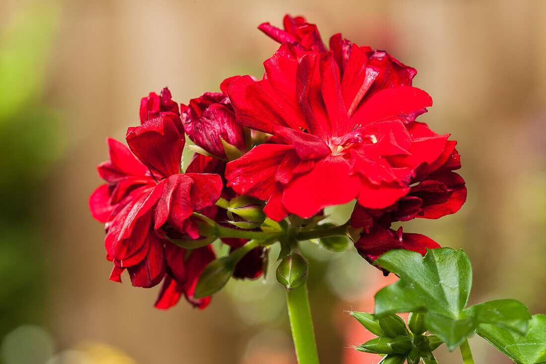 Pelargonium zonale, red