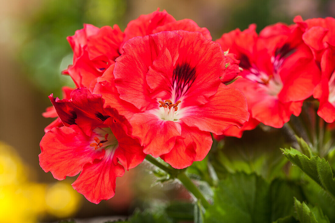 Pelargonium grandiflorum, red