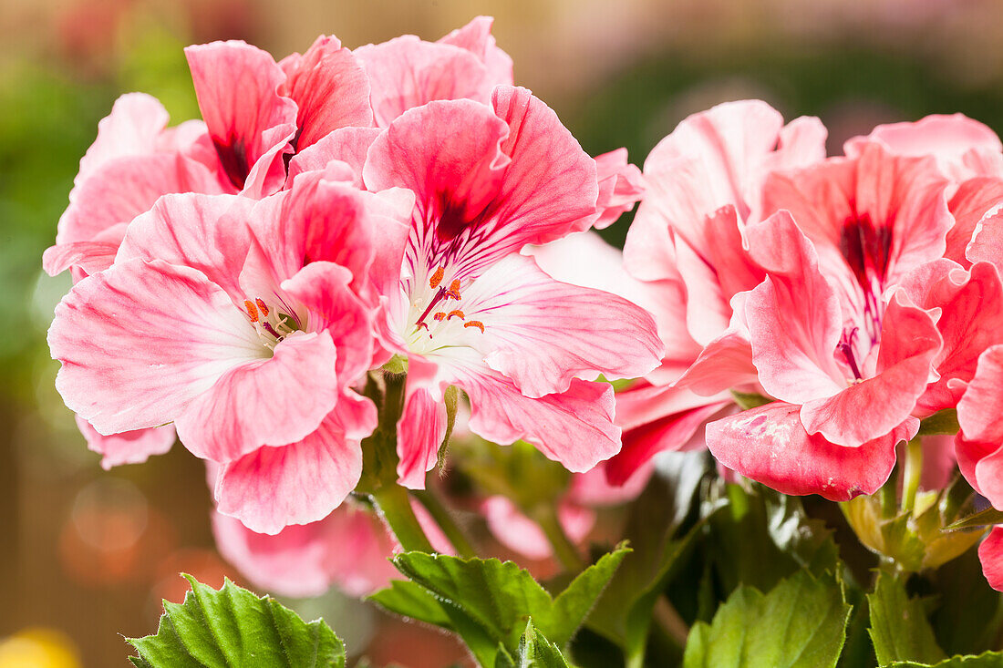 Pelargonium grandiflorum, pink