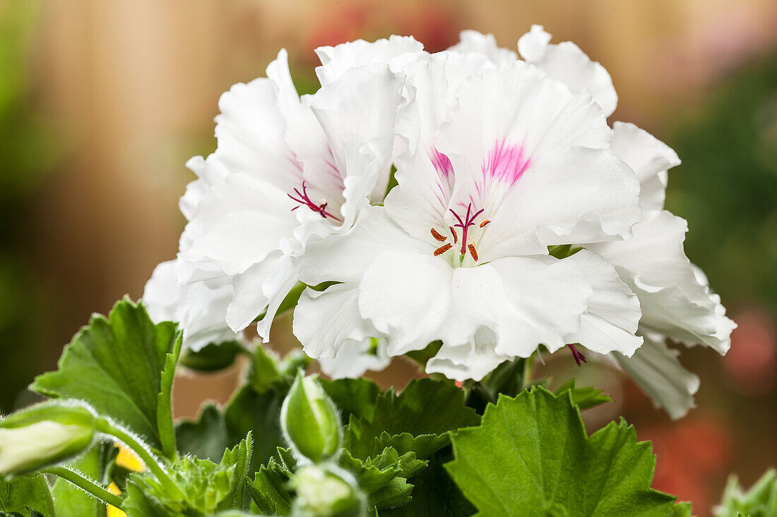 Pelargonium grandiflorum, weiß