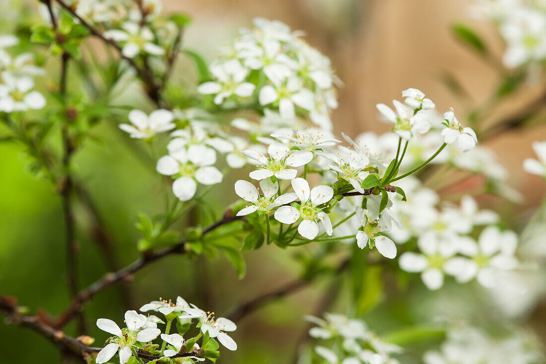 Spiraea